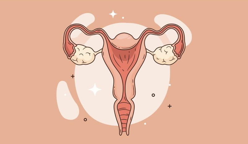 Imagem ilustrativa de útero.